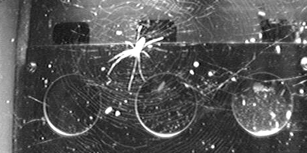 Spiders in Space: Light as a Substitute for Gravity